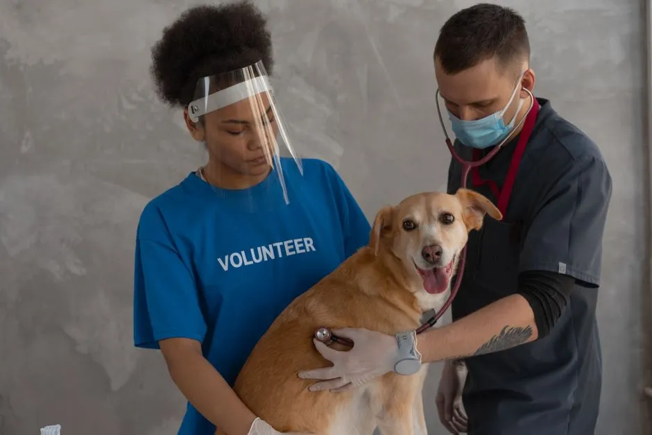 Veterinarian — Professional Jobs vocabulary in English