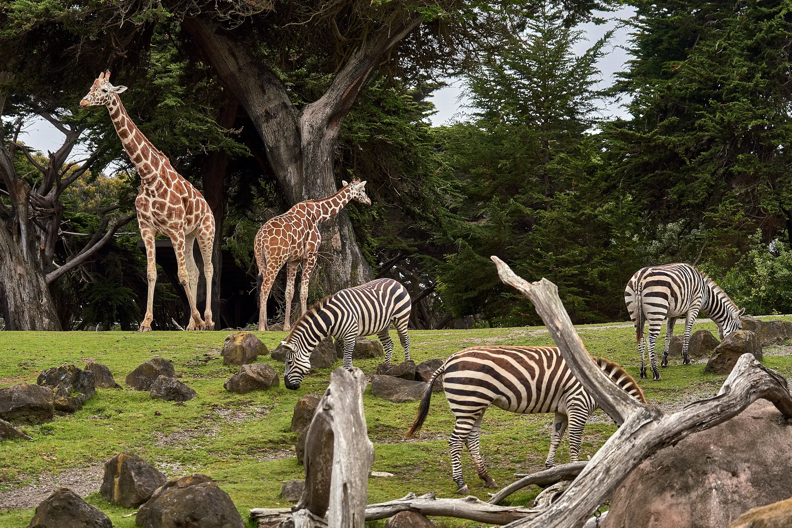 Zoo — Public Places vocabulary in English