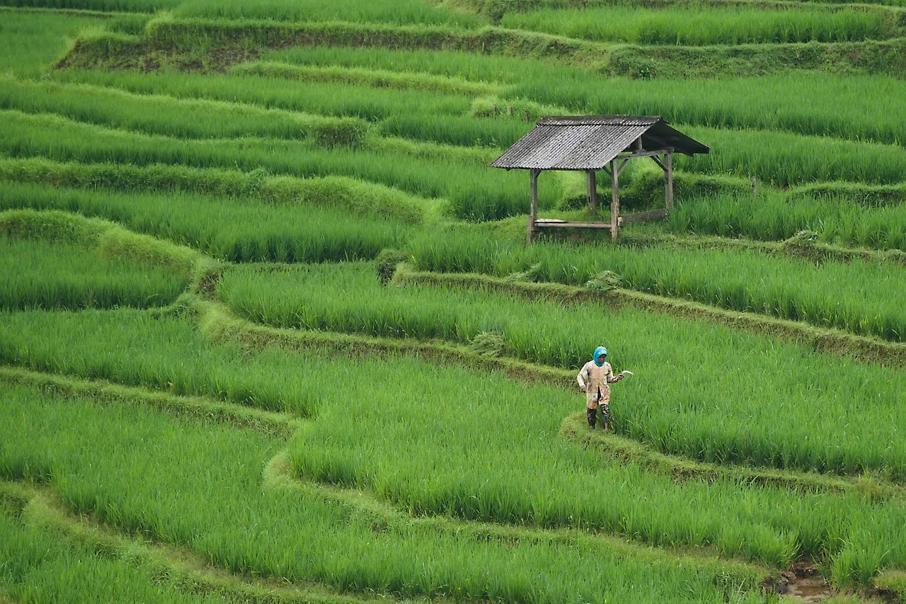 Farm — Public Places vocabulary in English