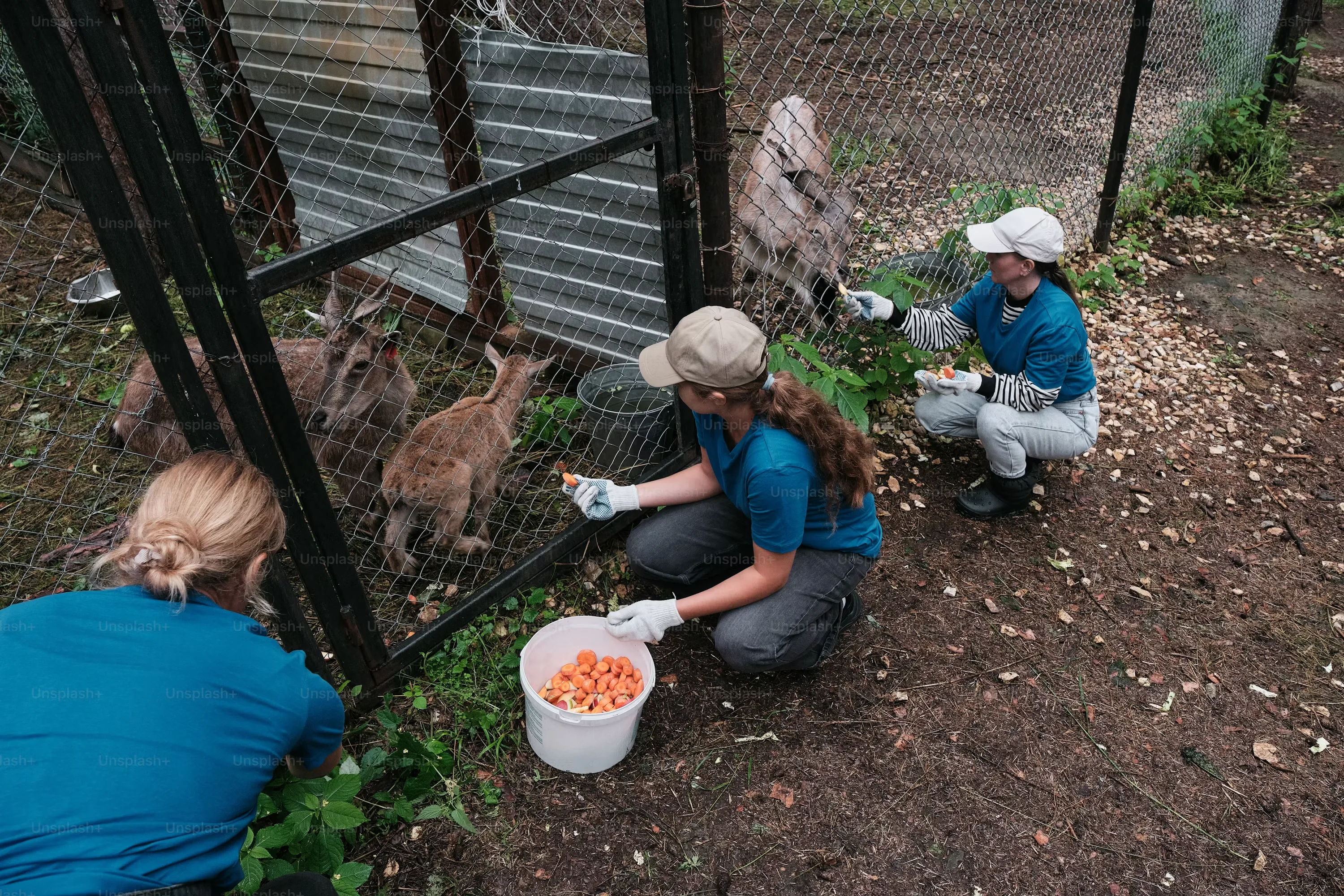 Zookeeper — Trade and Service Jobs vocabulary in English